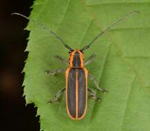 Image of Red-edged Saperda