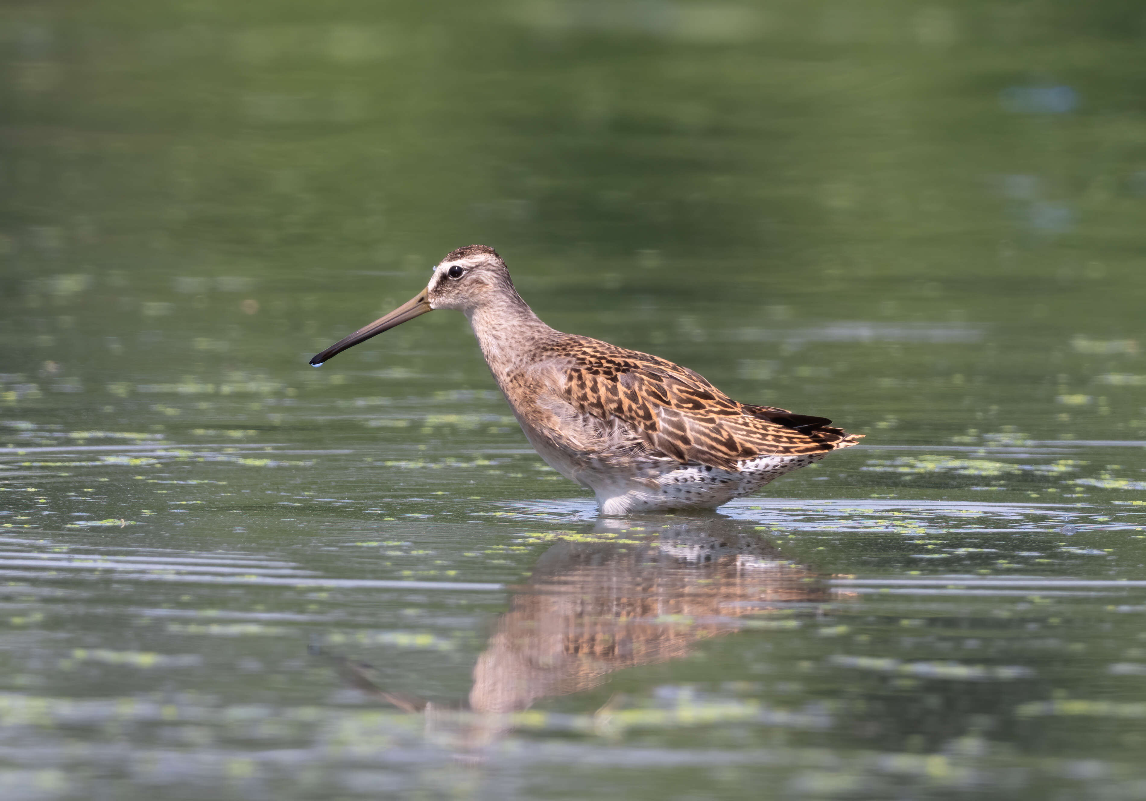 Image of Short-billed Dowitcher