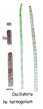 Sivun Oscillatoria Vaucher ex Gomont 1892 kuva