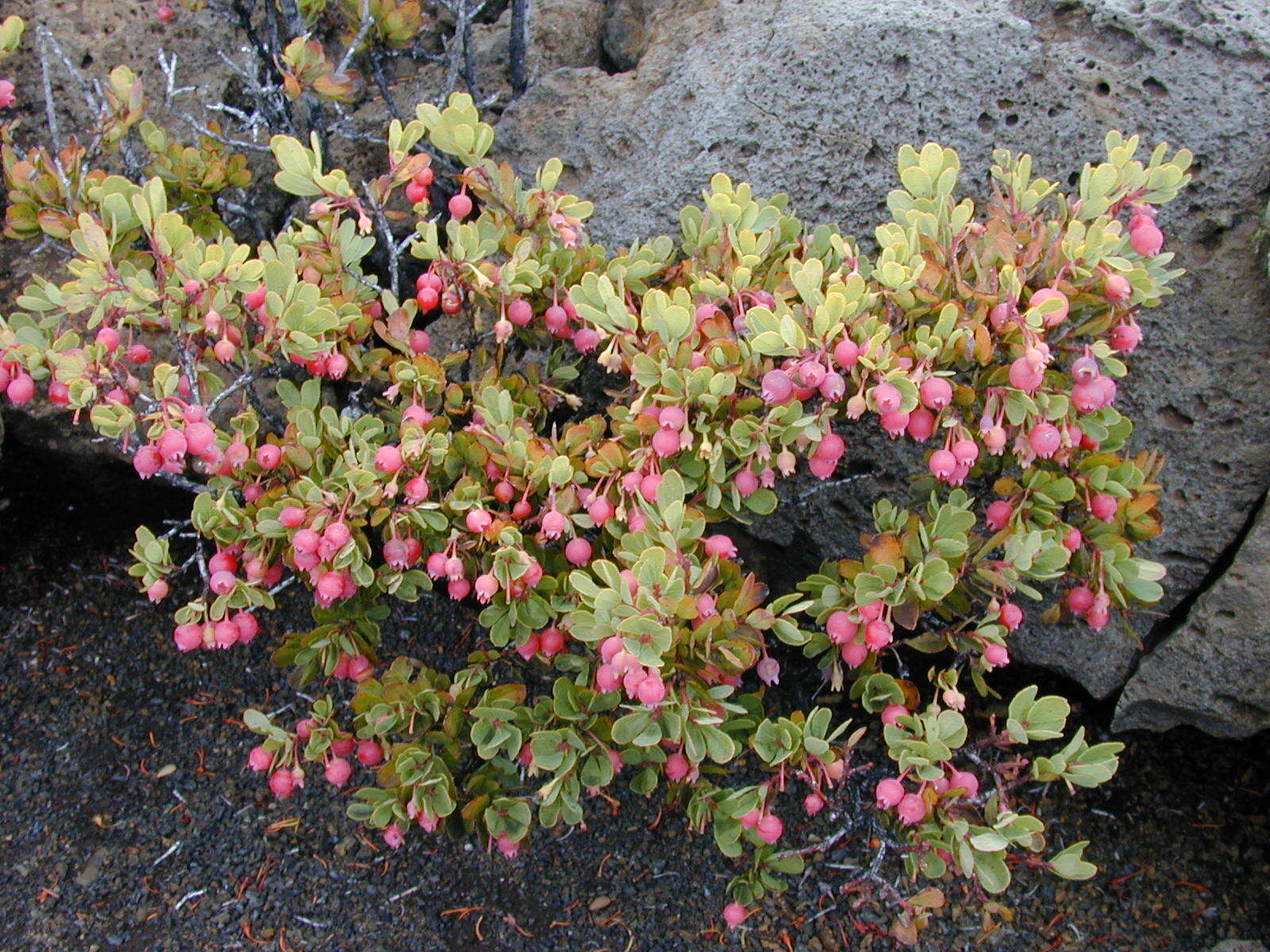 Image de Vaccinium reticulatum Sm.