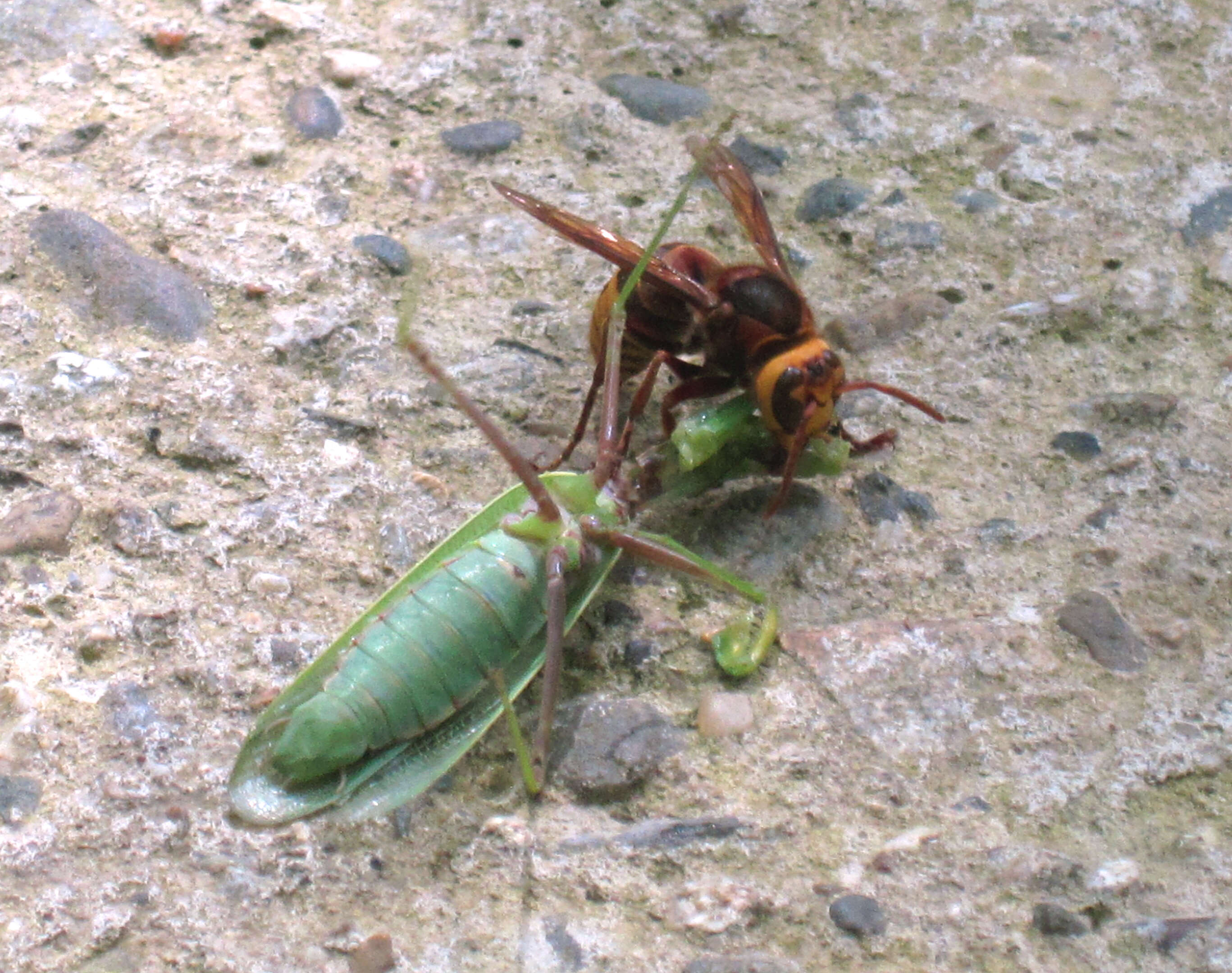 Image of Hierodula transcaucasica Brunner von Wattenwyl 1878