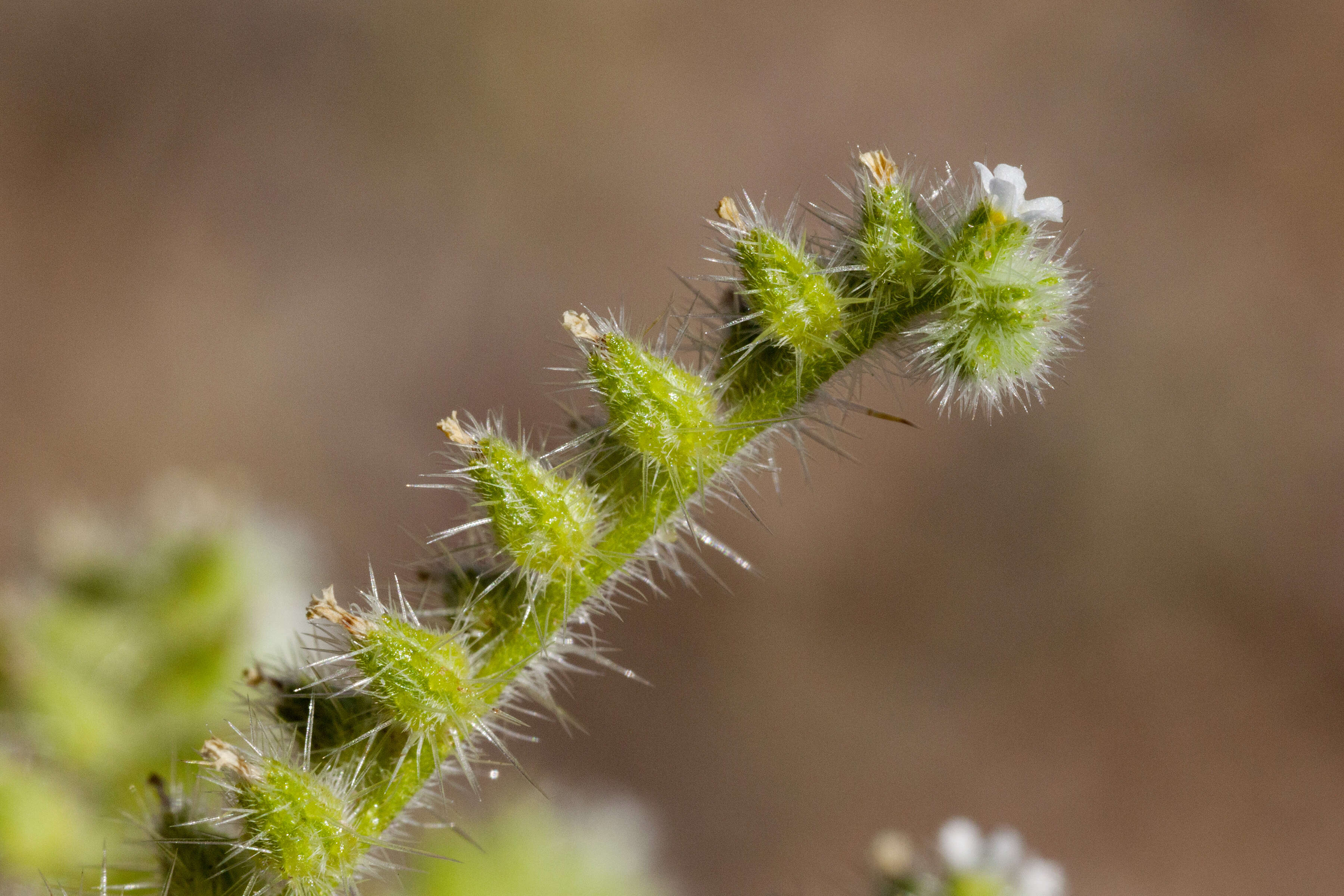 صورة Cryptantha crassisepala (Torr. & Gray) Greene