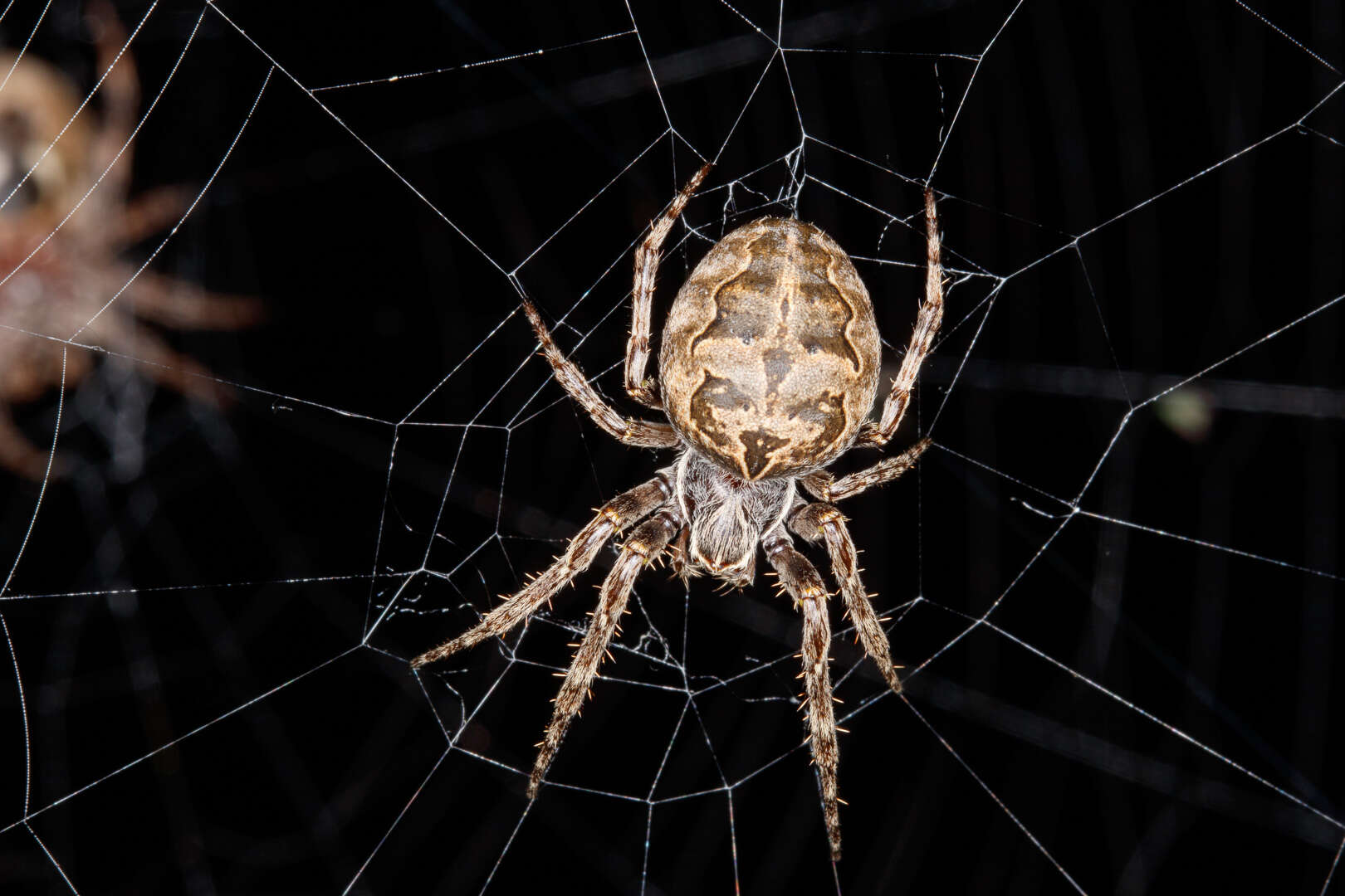 Image of Gray Cross Spider