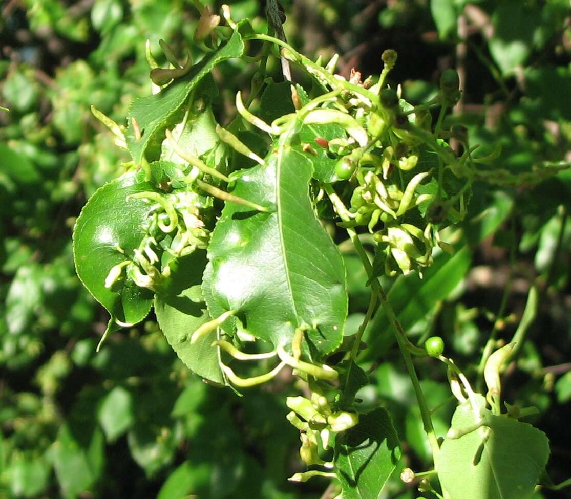 Image of Eriophyes cerasicrumena