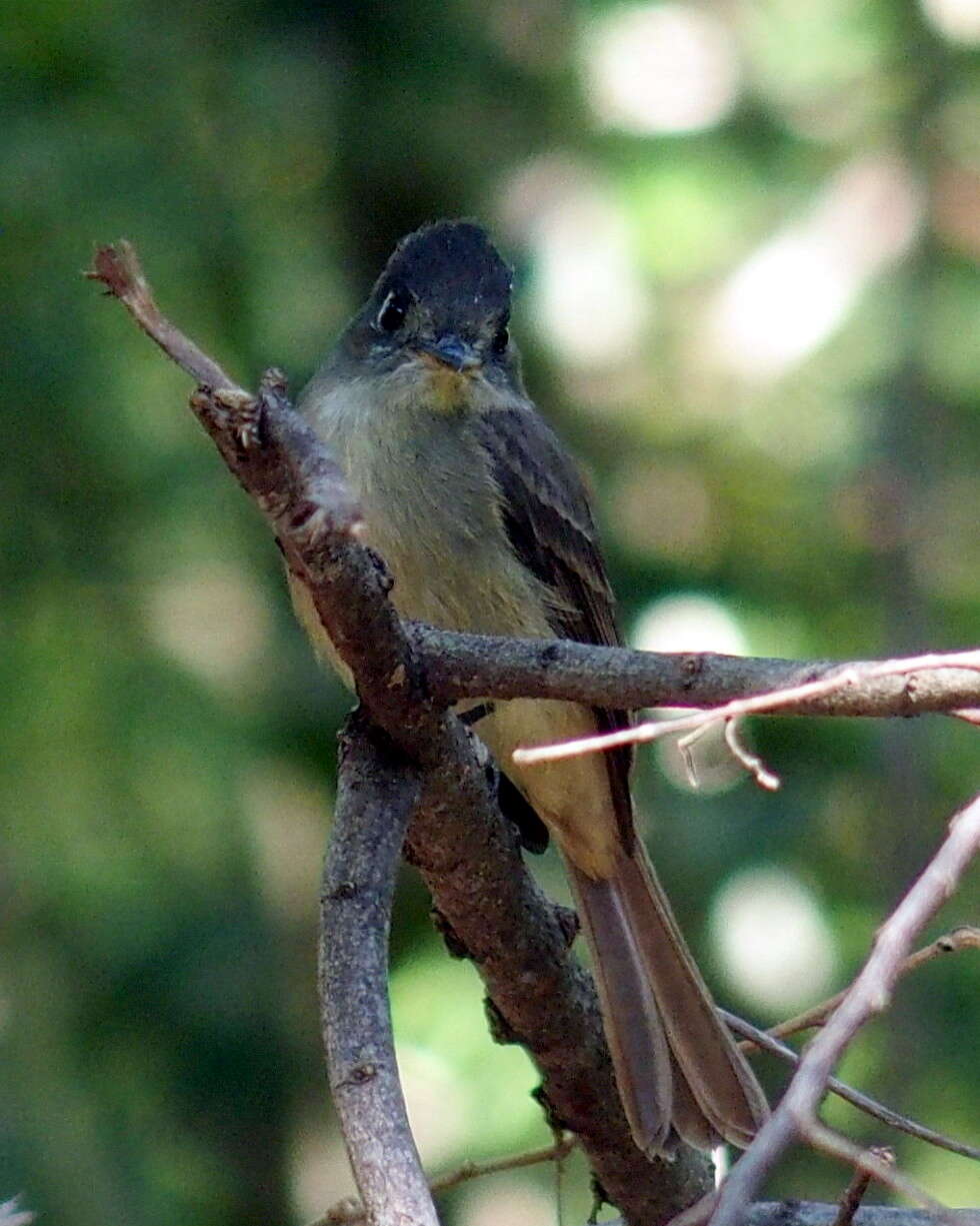 Image of Cuban Pewee