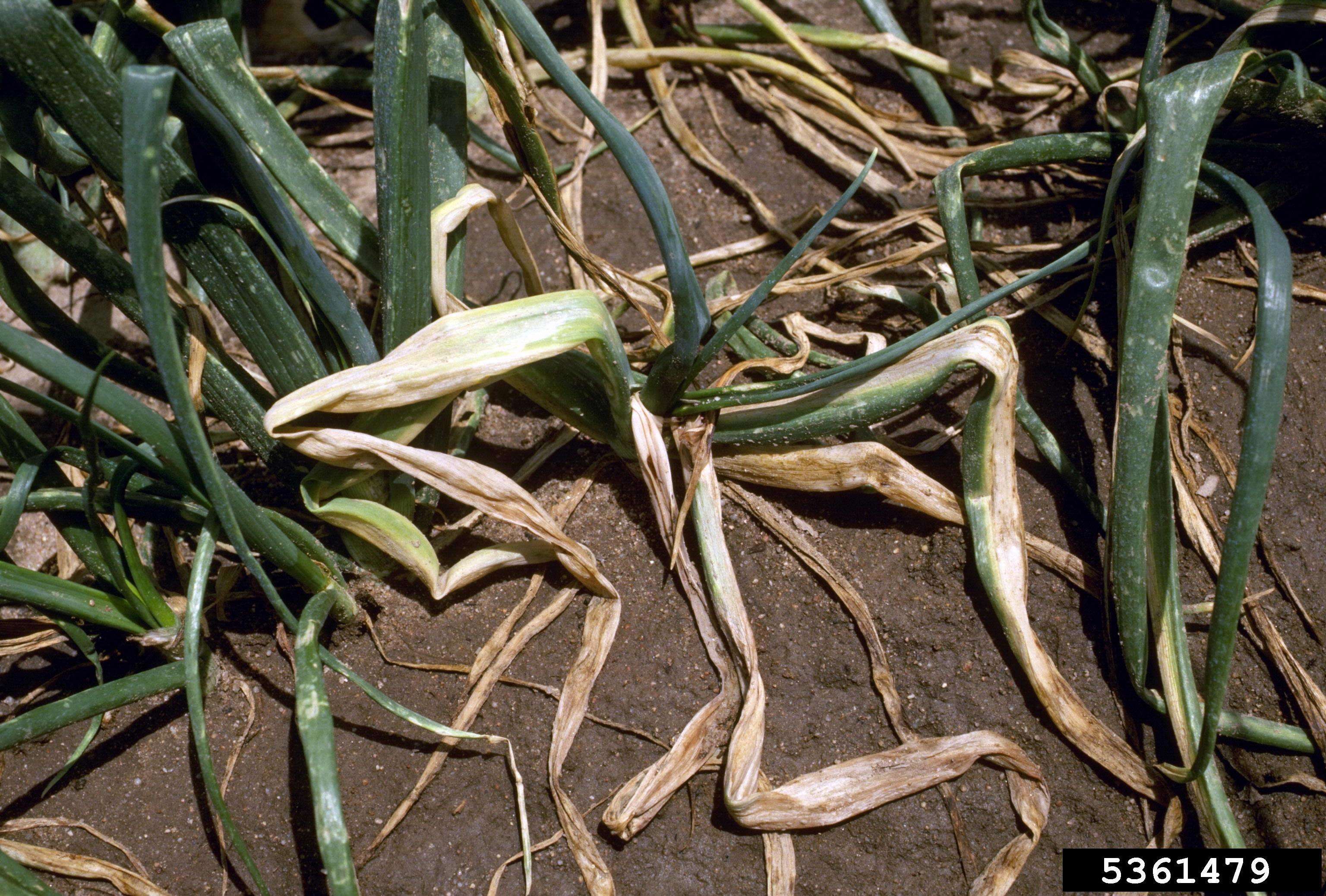 Image of garden onion