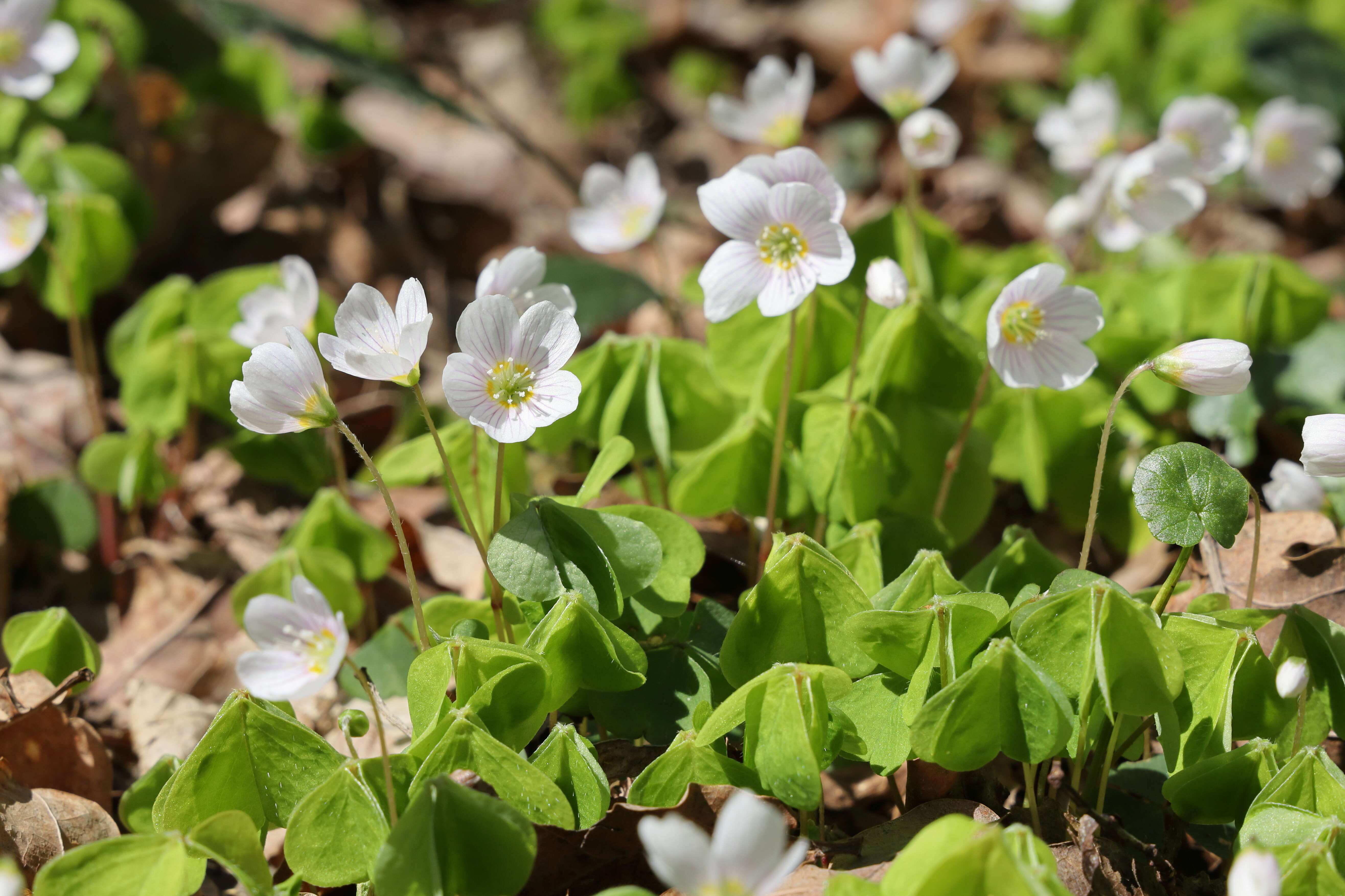 Imagem de Oxalis acetosella L.