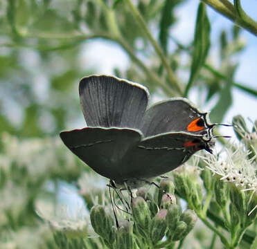 Image of Gray Hairstreak