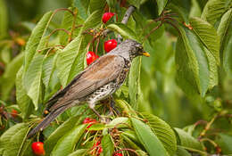 Image of Fieldfare