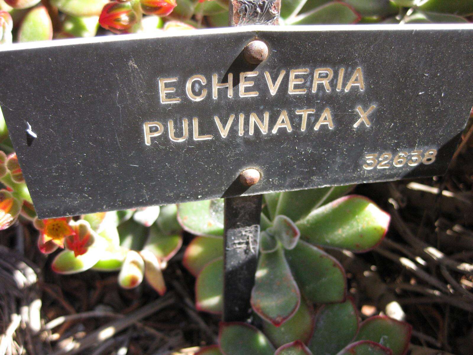 Image of Echeveria pulvinata Rose