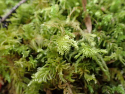 Image of Electrified Cat's Tail Moss