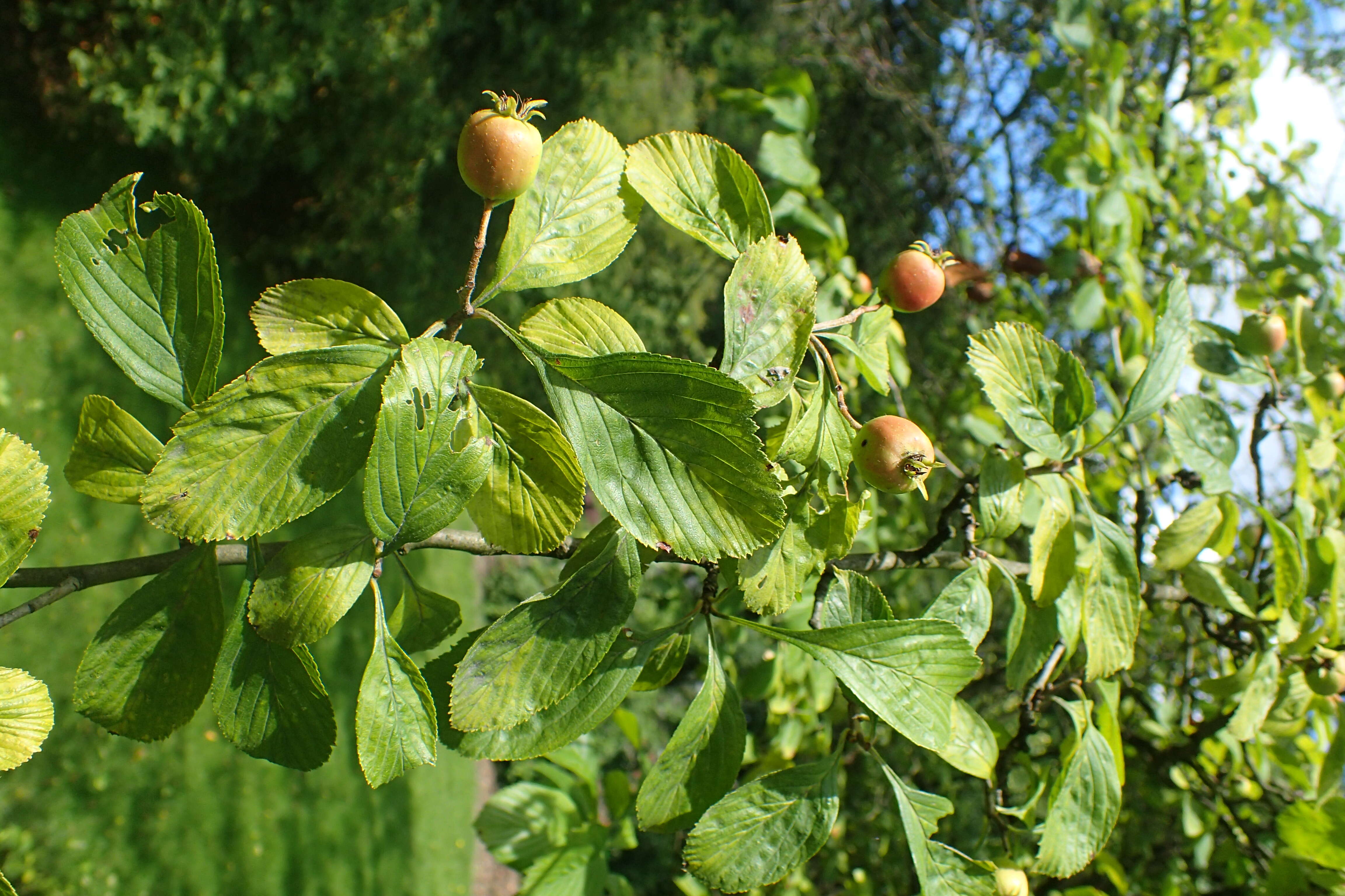 Image of dotted hawthorn