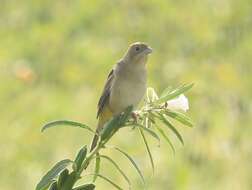 Image of Brown-headed Bunting