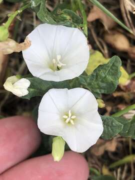 Image of Field Bindweed