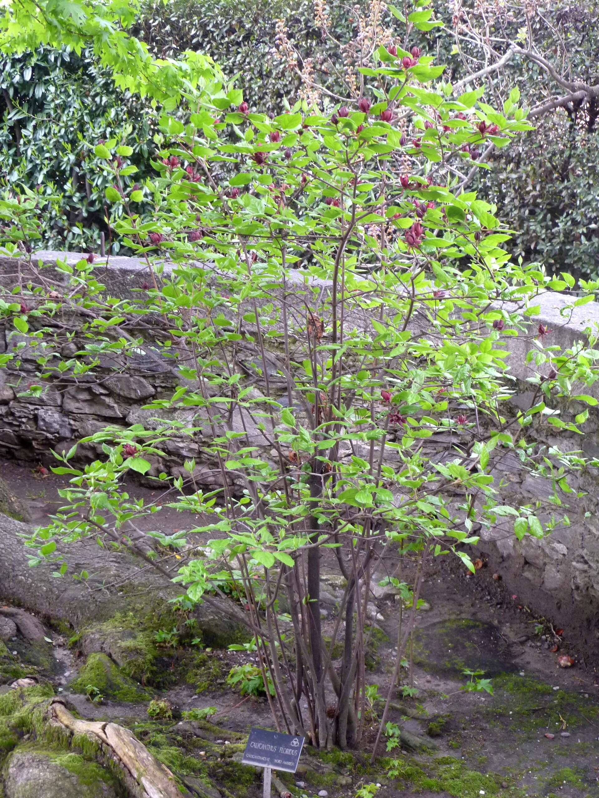 Image de Calycanthus floridus L.