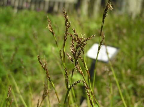 Image of Carex pediformis C. A. Mey.