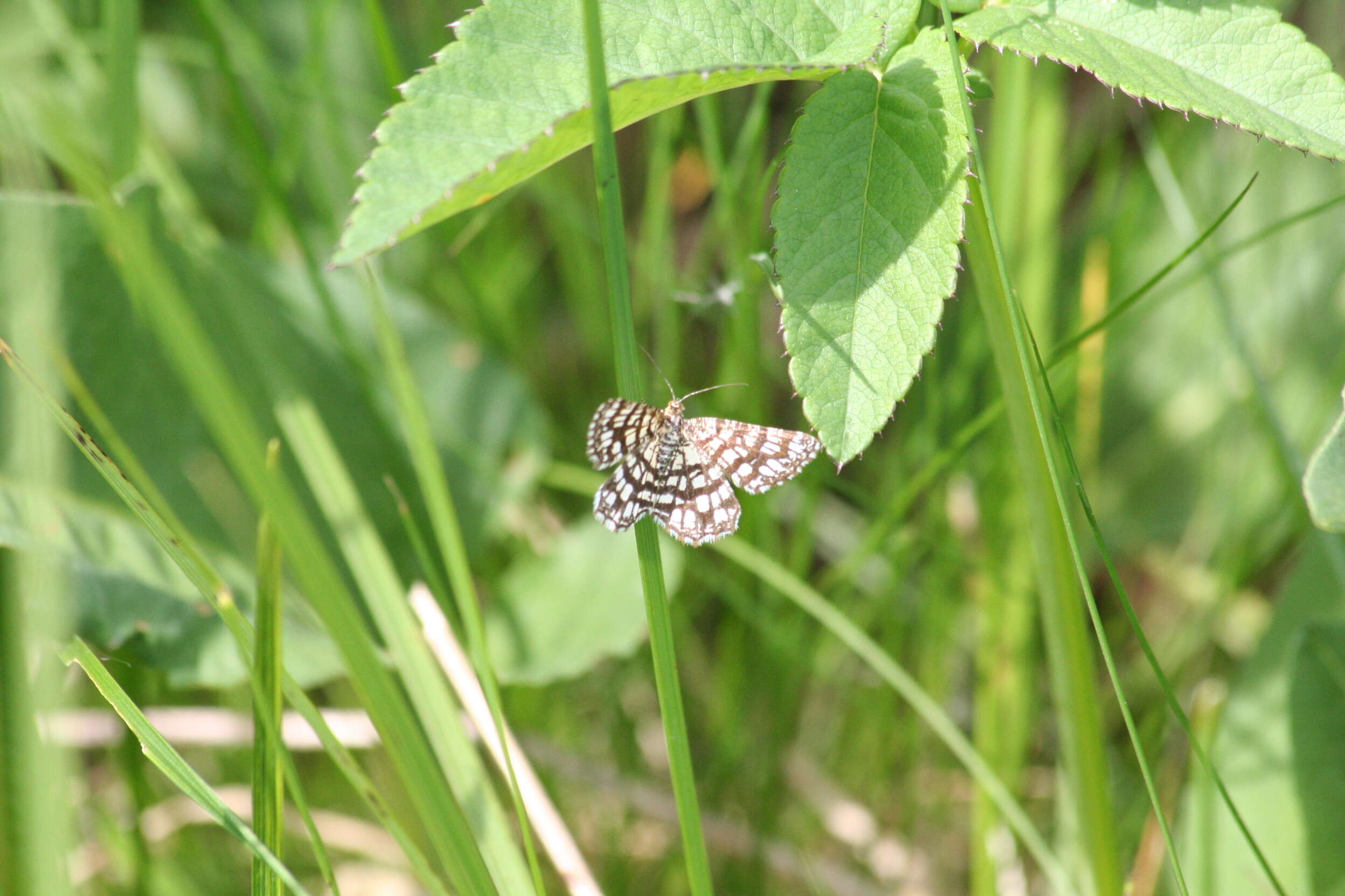 Image of Chiasmia clathrata