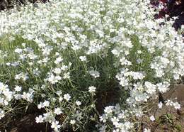 Imagem de Cerastium biebersteinii DC.