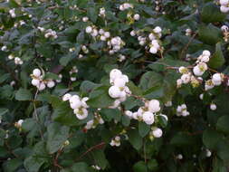 Image of common snowberry