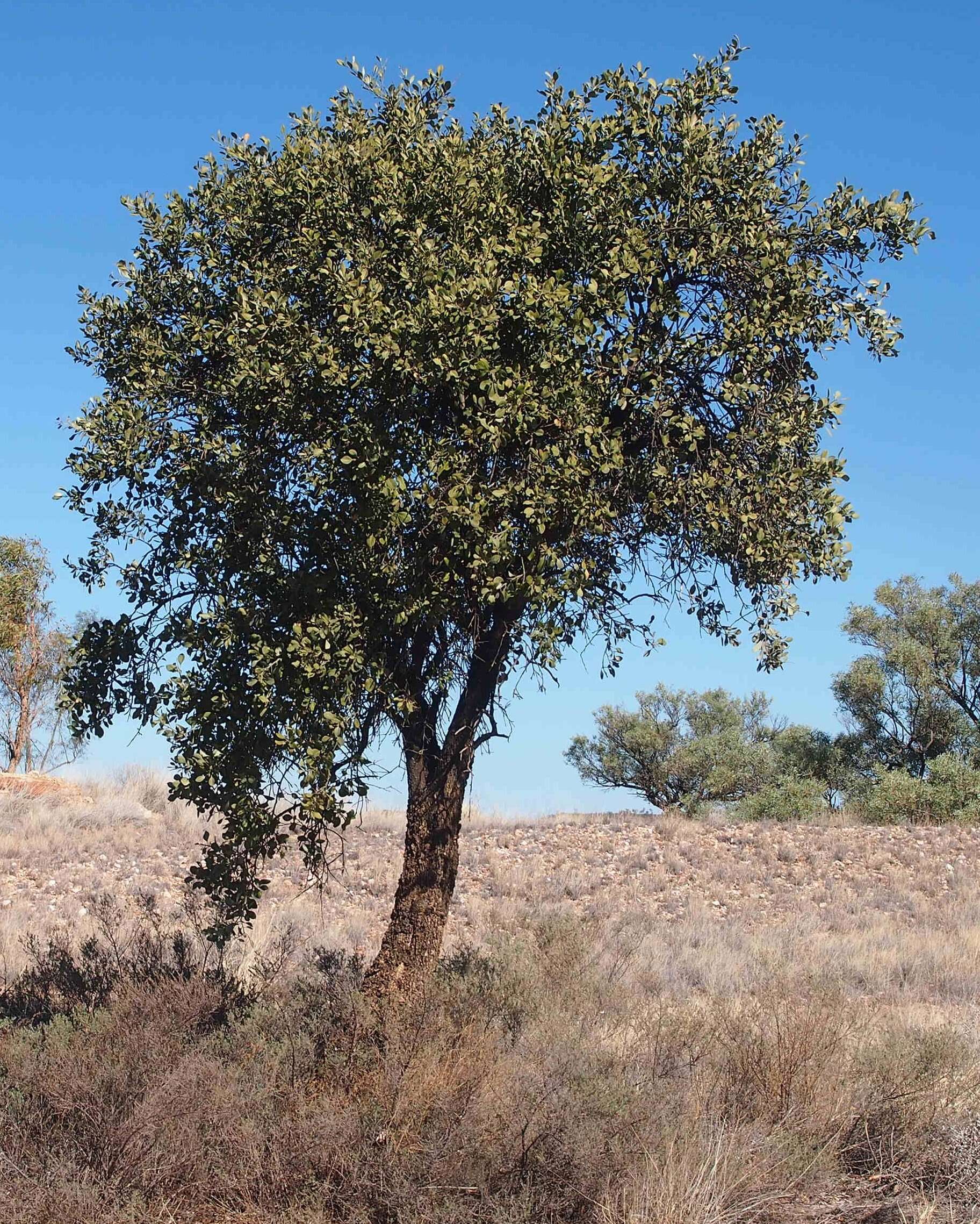 Image de Capparis mitchellii Lindl.