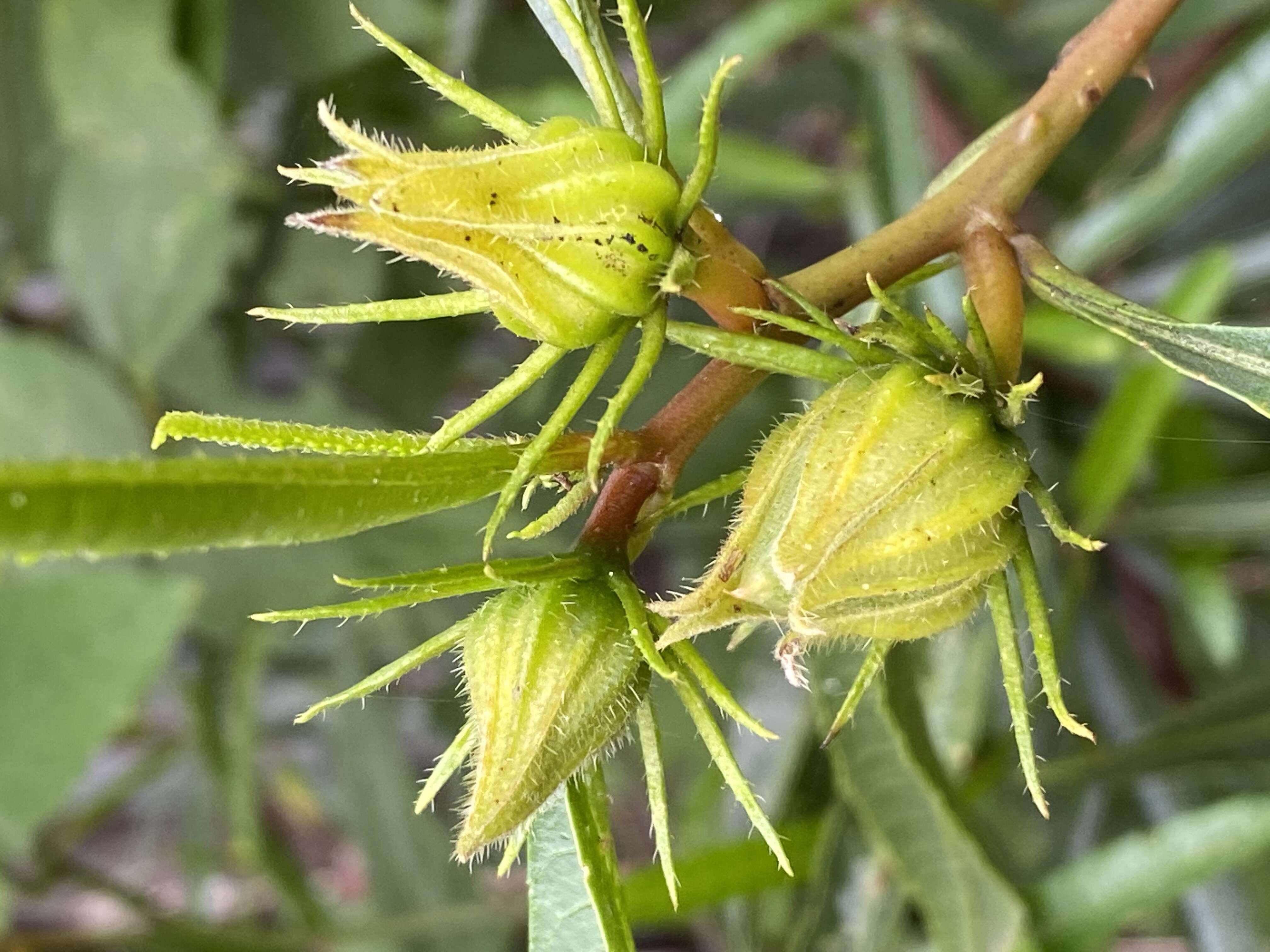 Image of Hibiscus heterophyllus Vent.