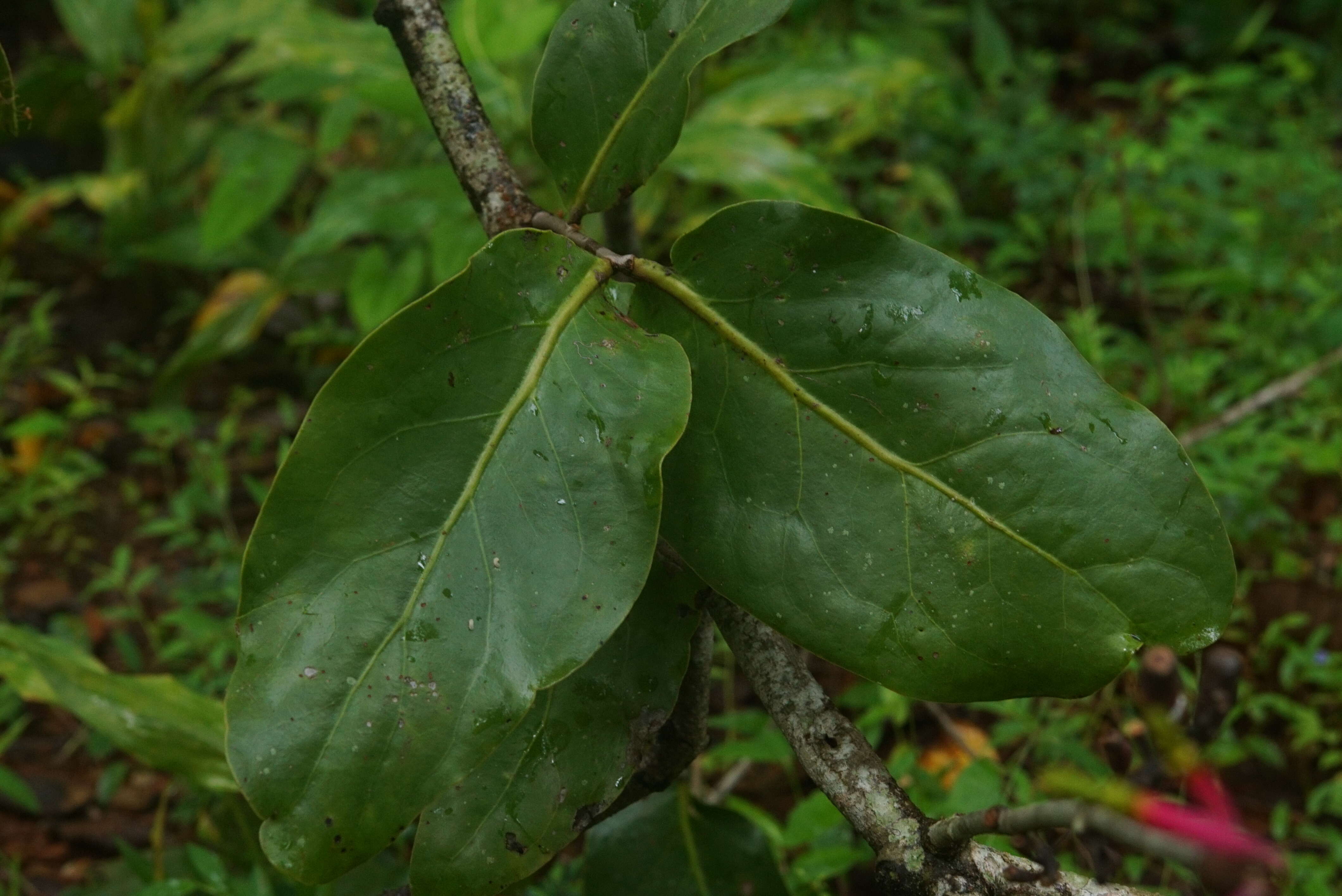 Image of mulberry mistletoe