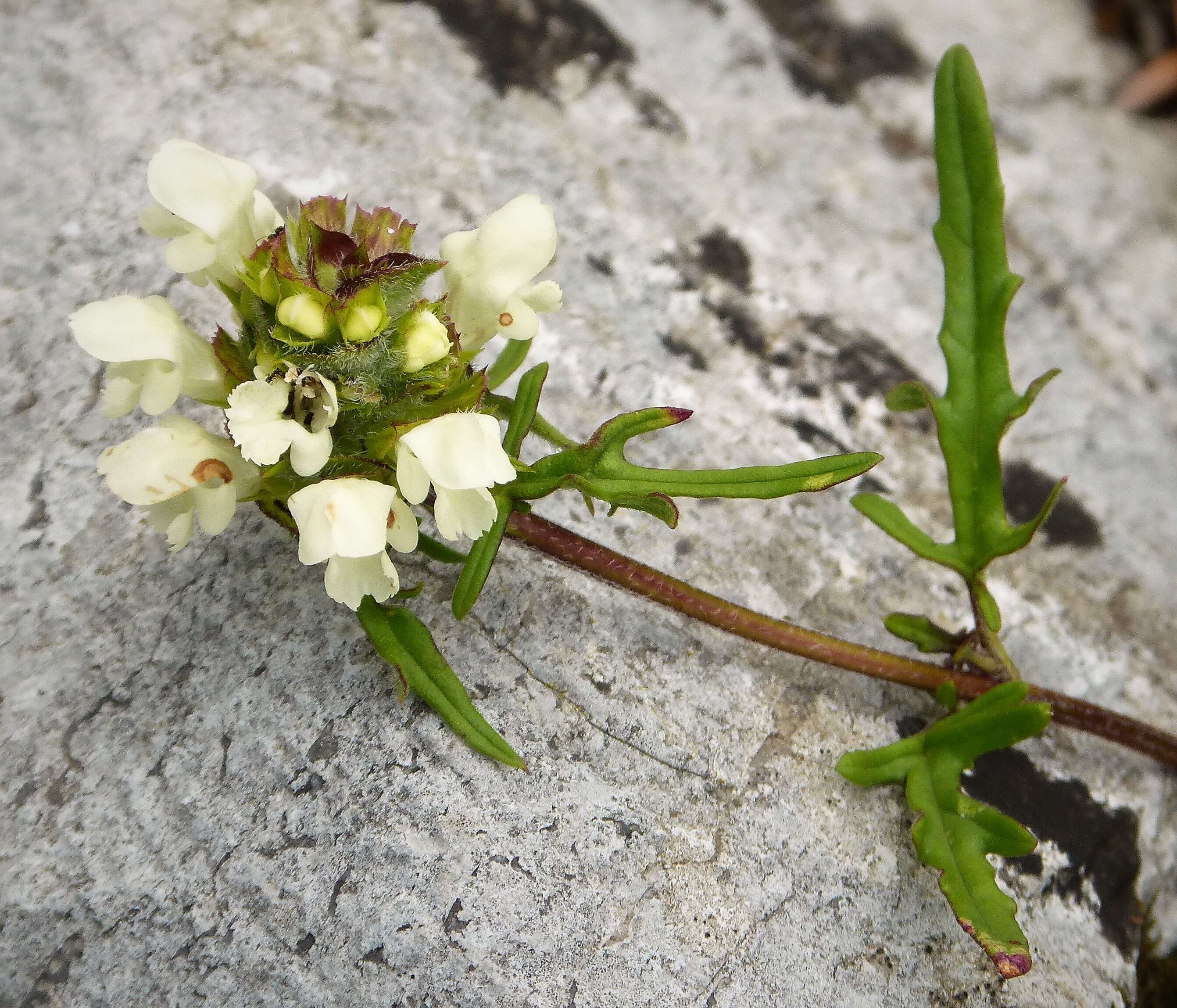 Image of cutleaf selfheal