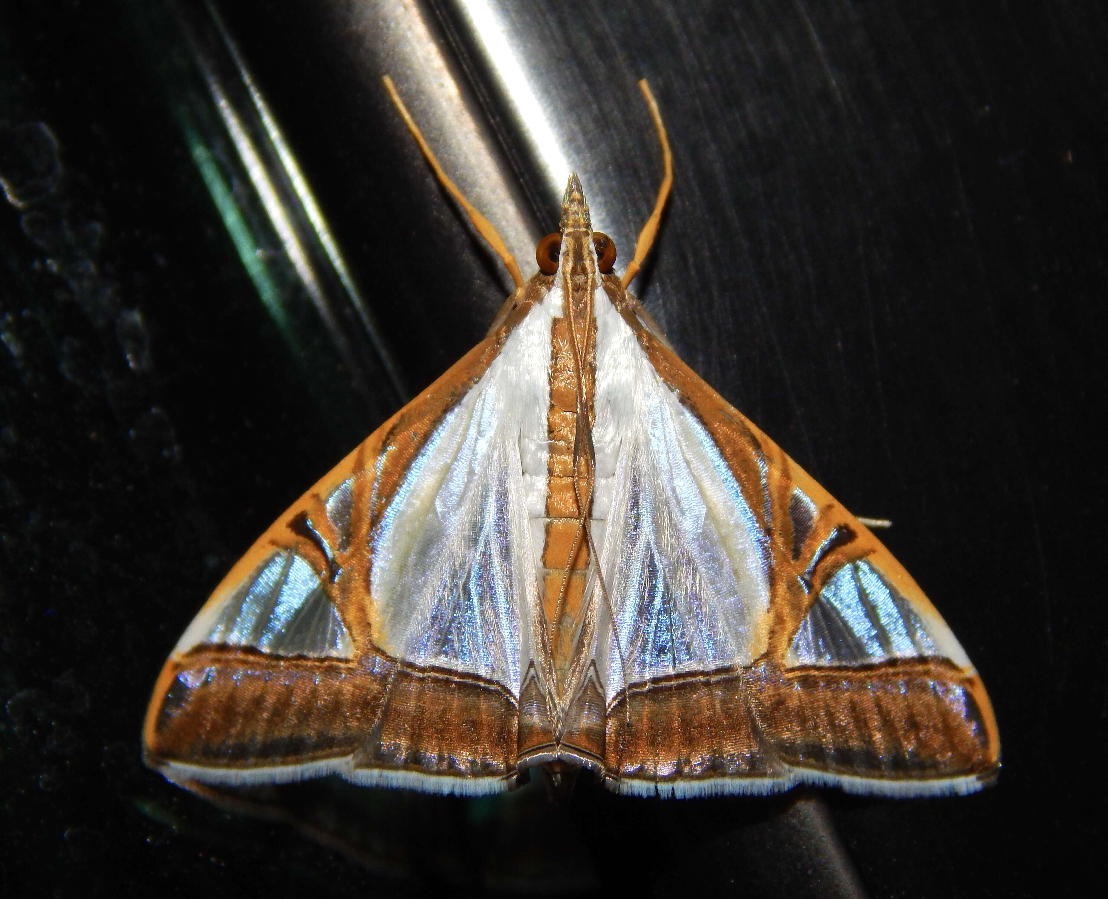 Agrioglypta eurytusalis Walker 1859 resmi