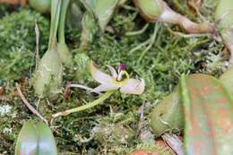 Bulbophyllum ecornutum (J. J. Sm.) J. J. Sm.的圖片