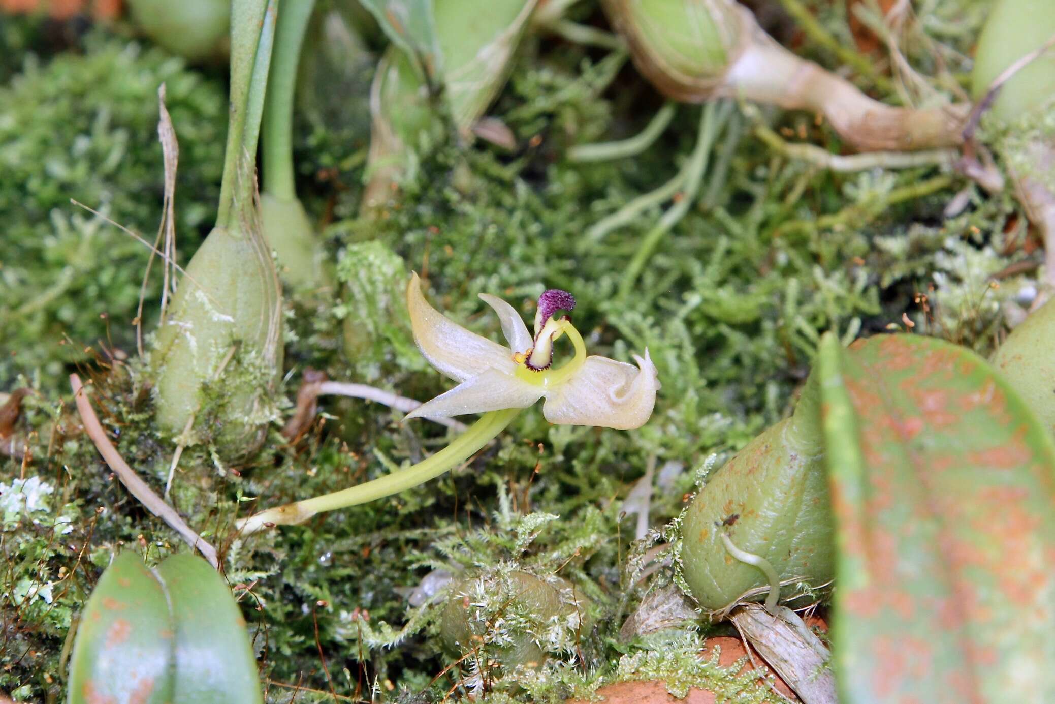 Bulbophyllum ecornutum (J. J. Sm.) J. J. Sm.的圖片