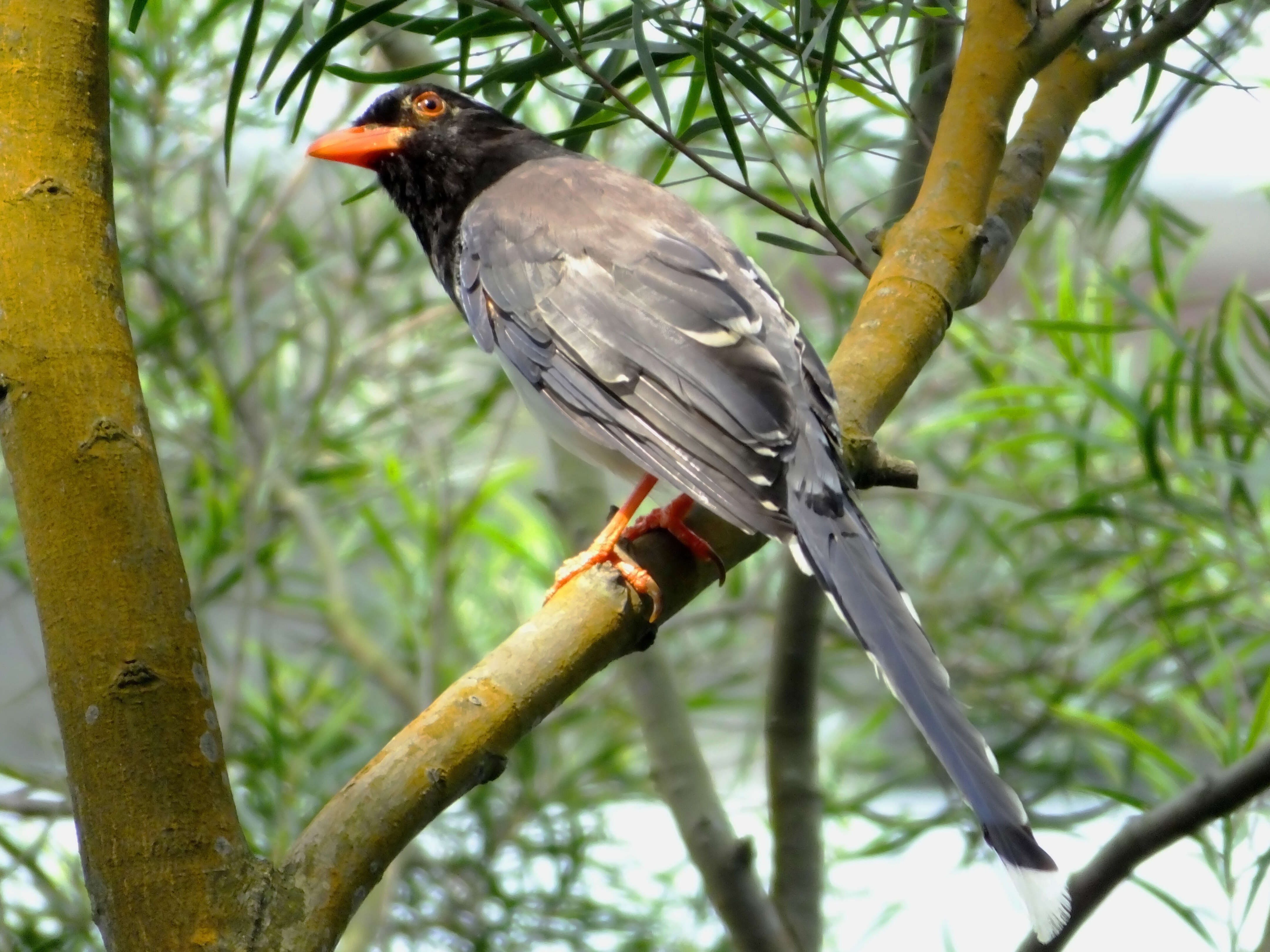 Image of Blue Magpie