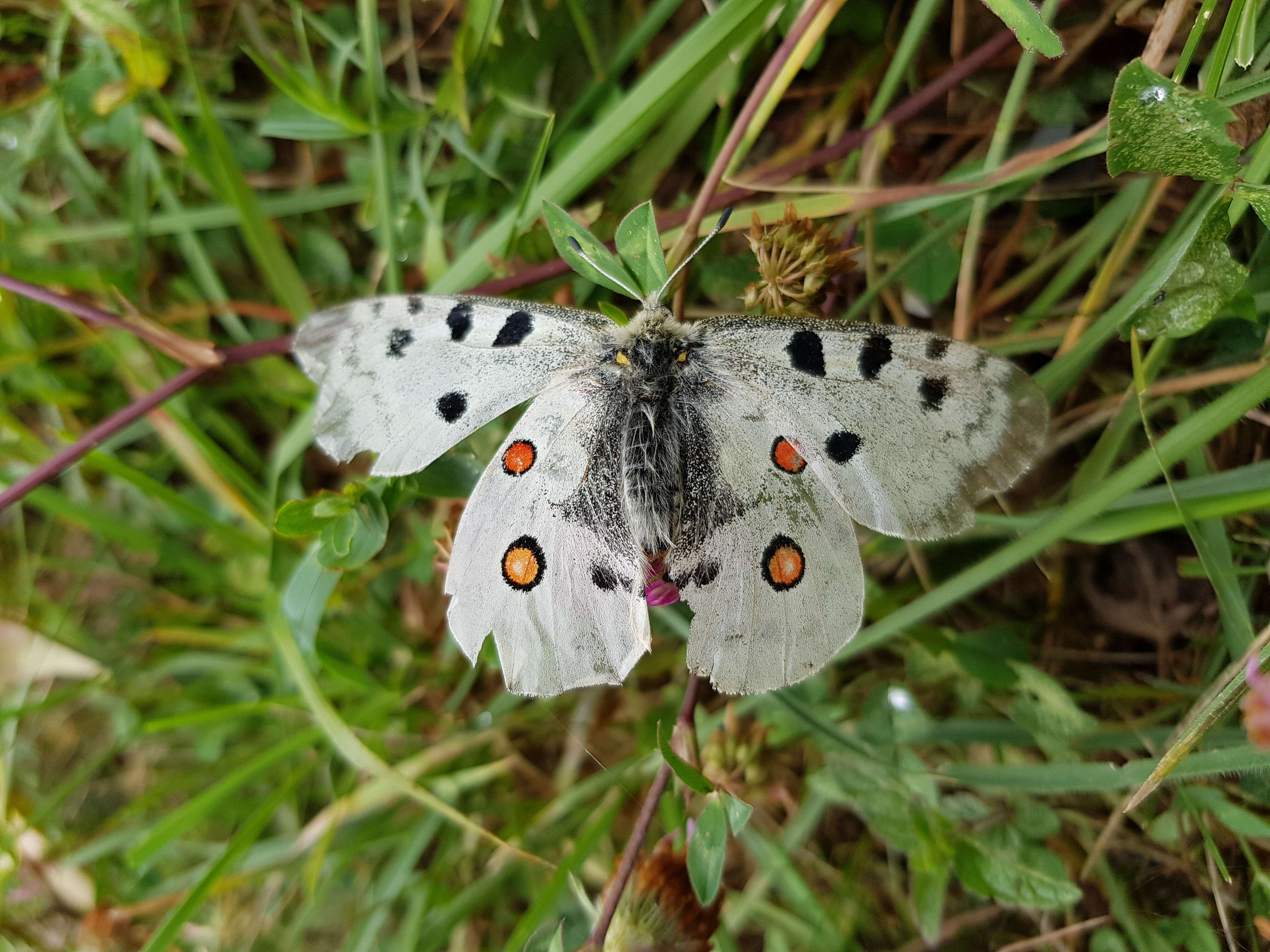 Image of Apollo Butterfly