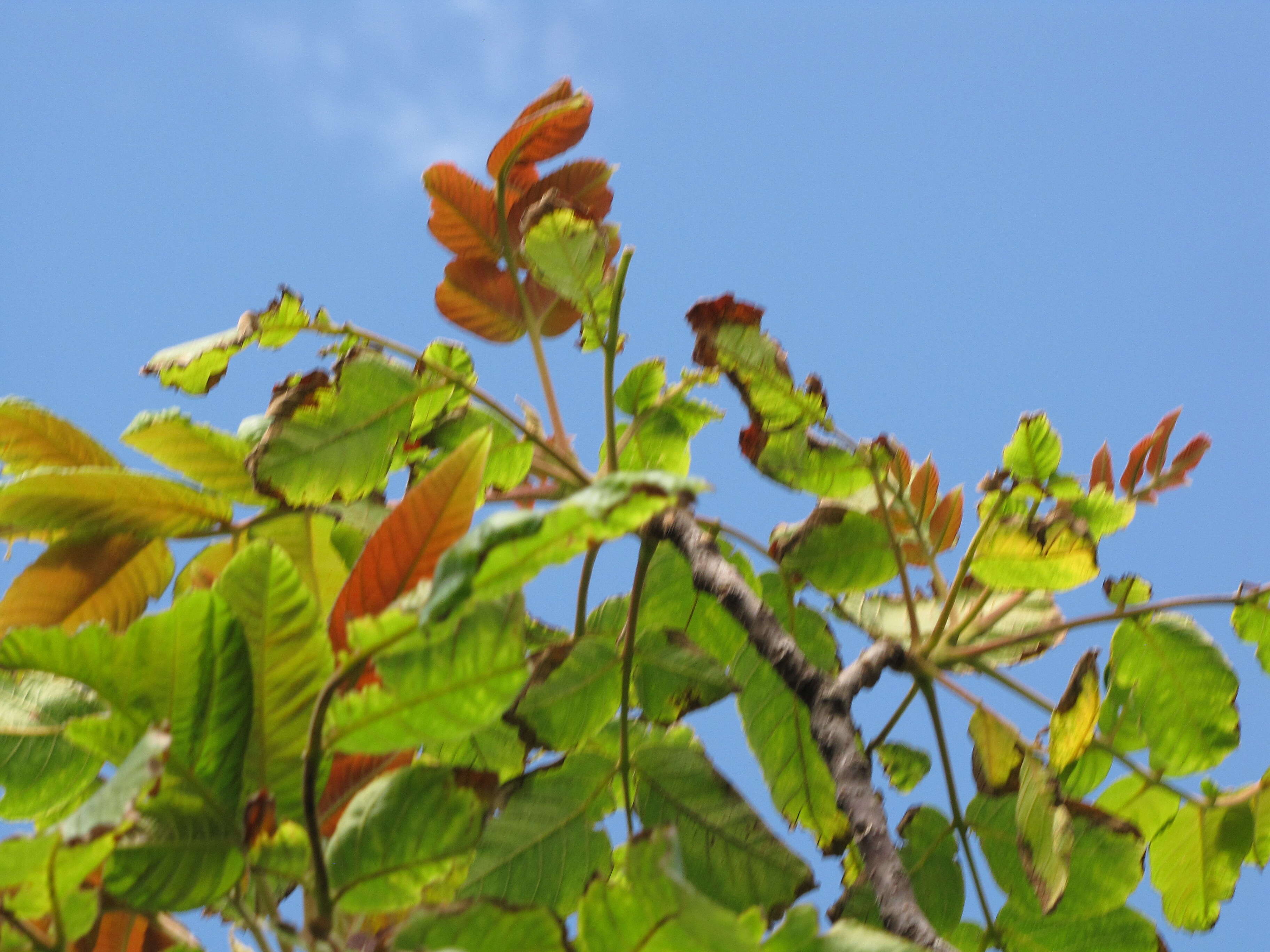 Sivun Rhus sandwicensis A. Gray kuva