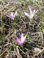 Image of Colchicum bulbocodium Ker Gawl.