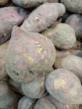 Image of Wild Taro