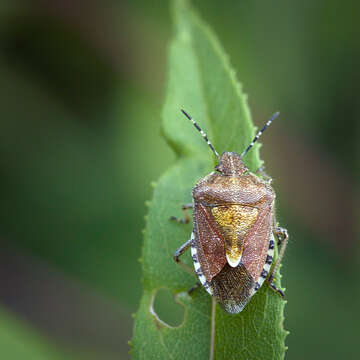 Image of sloe bug