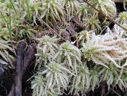 Image of sphagnum