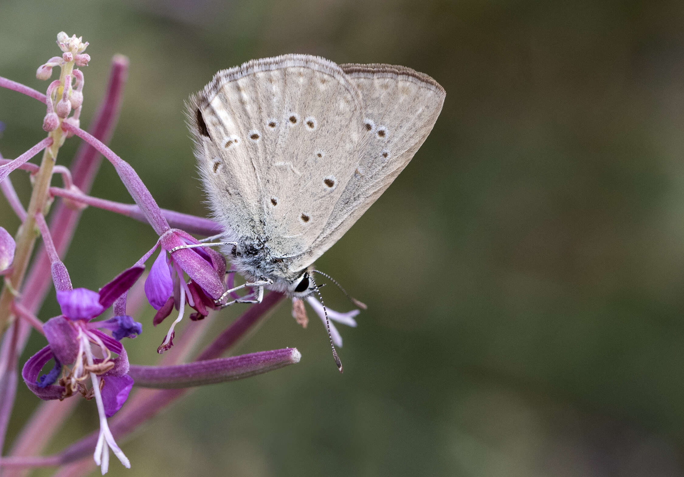 Image of Polyommatus admetus (Esper (1783))