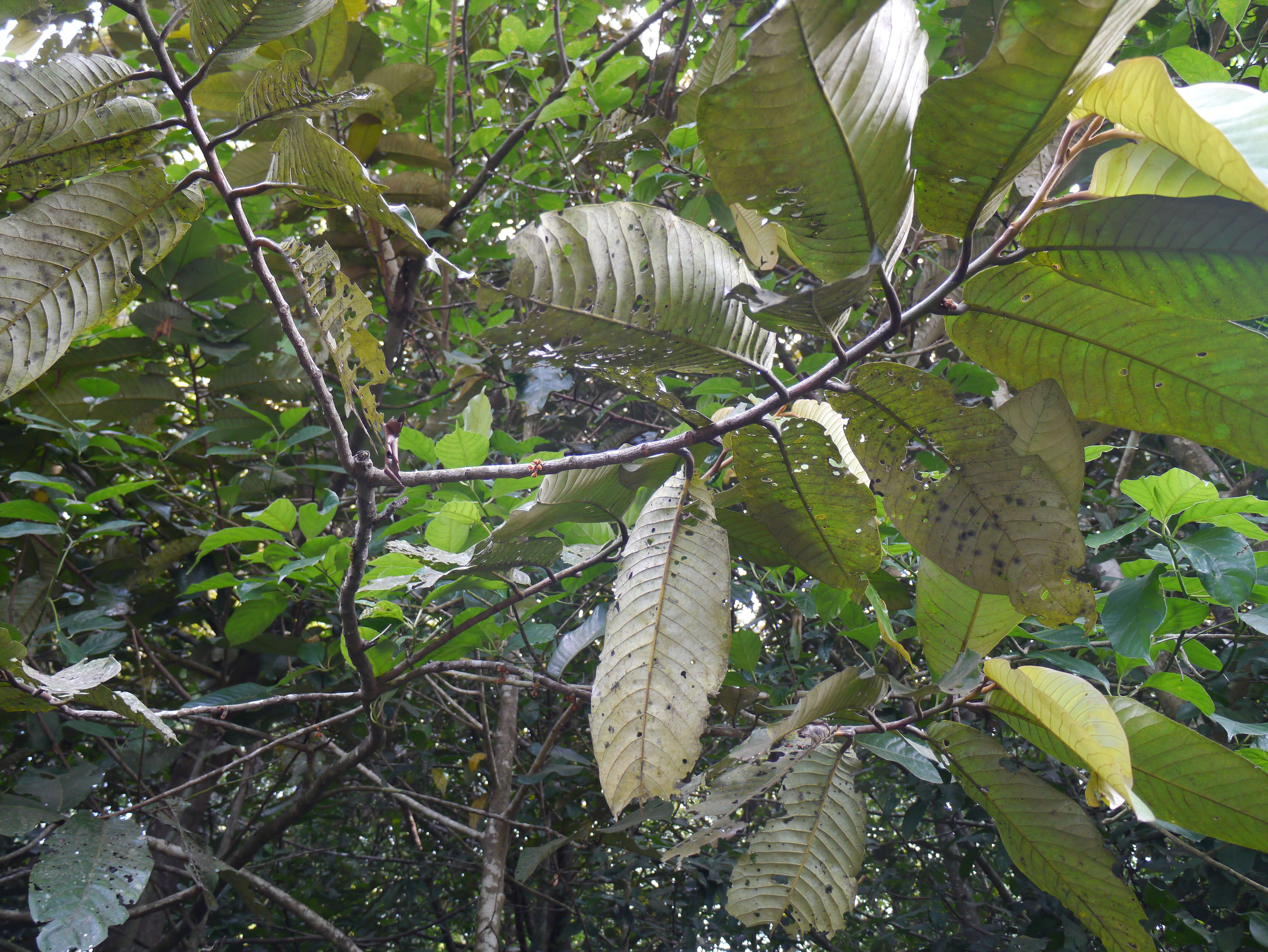 Image de Virola surinamensis (Rolander) Warb.