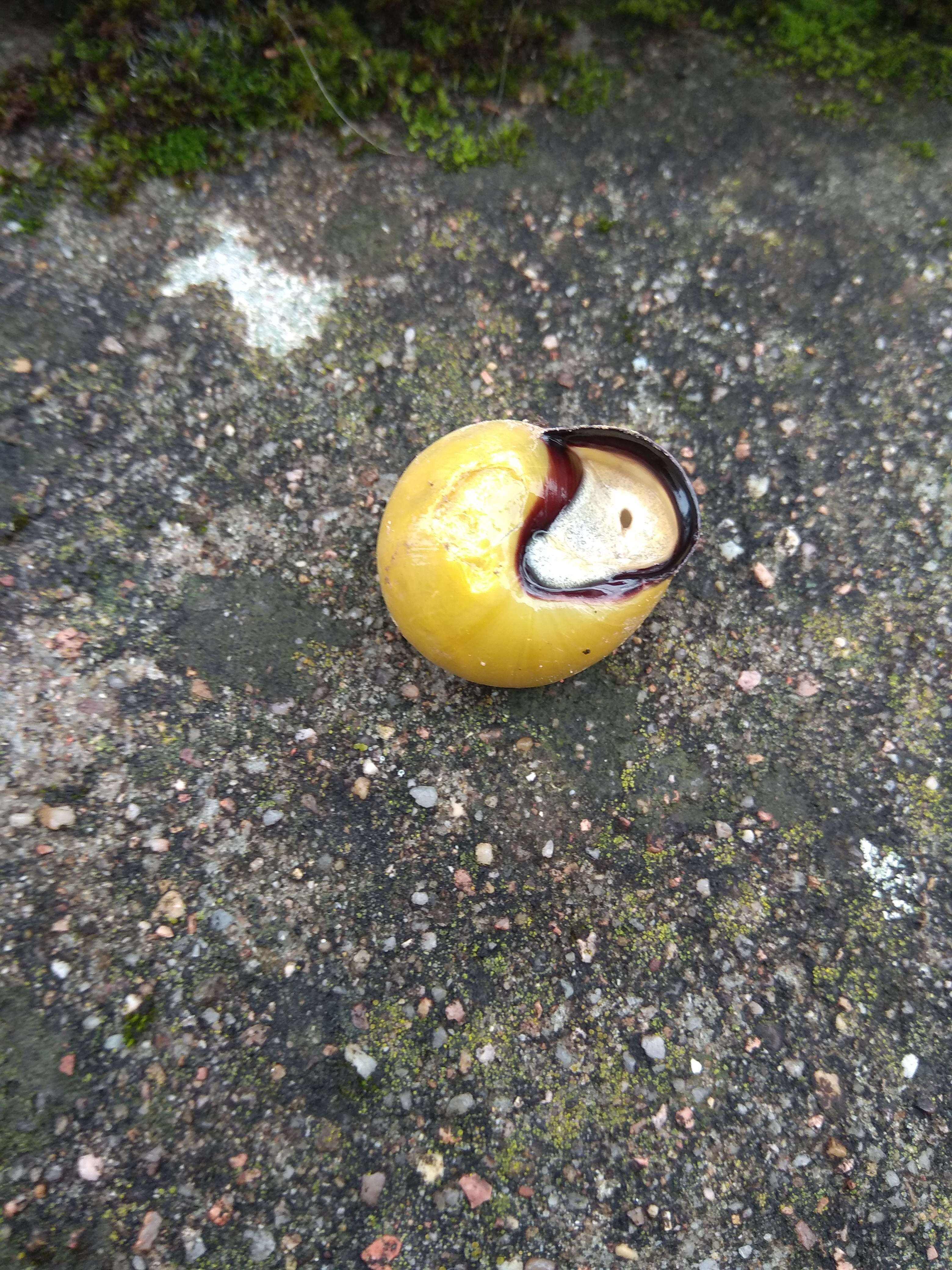 Image of Brown Lipped Snail