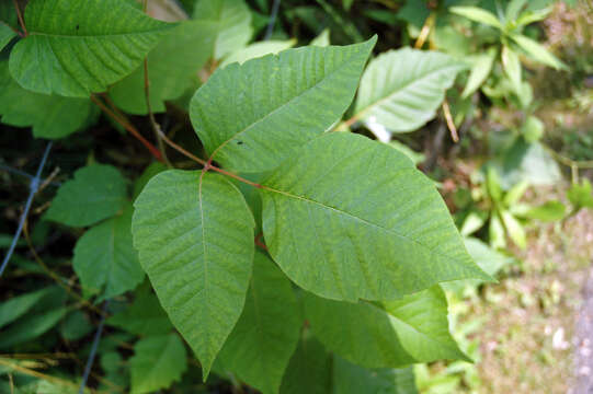 Image of eastern poison ivy