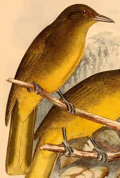 Image of Northern Golden Bulbul