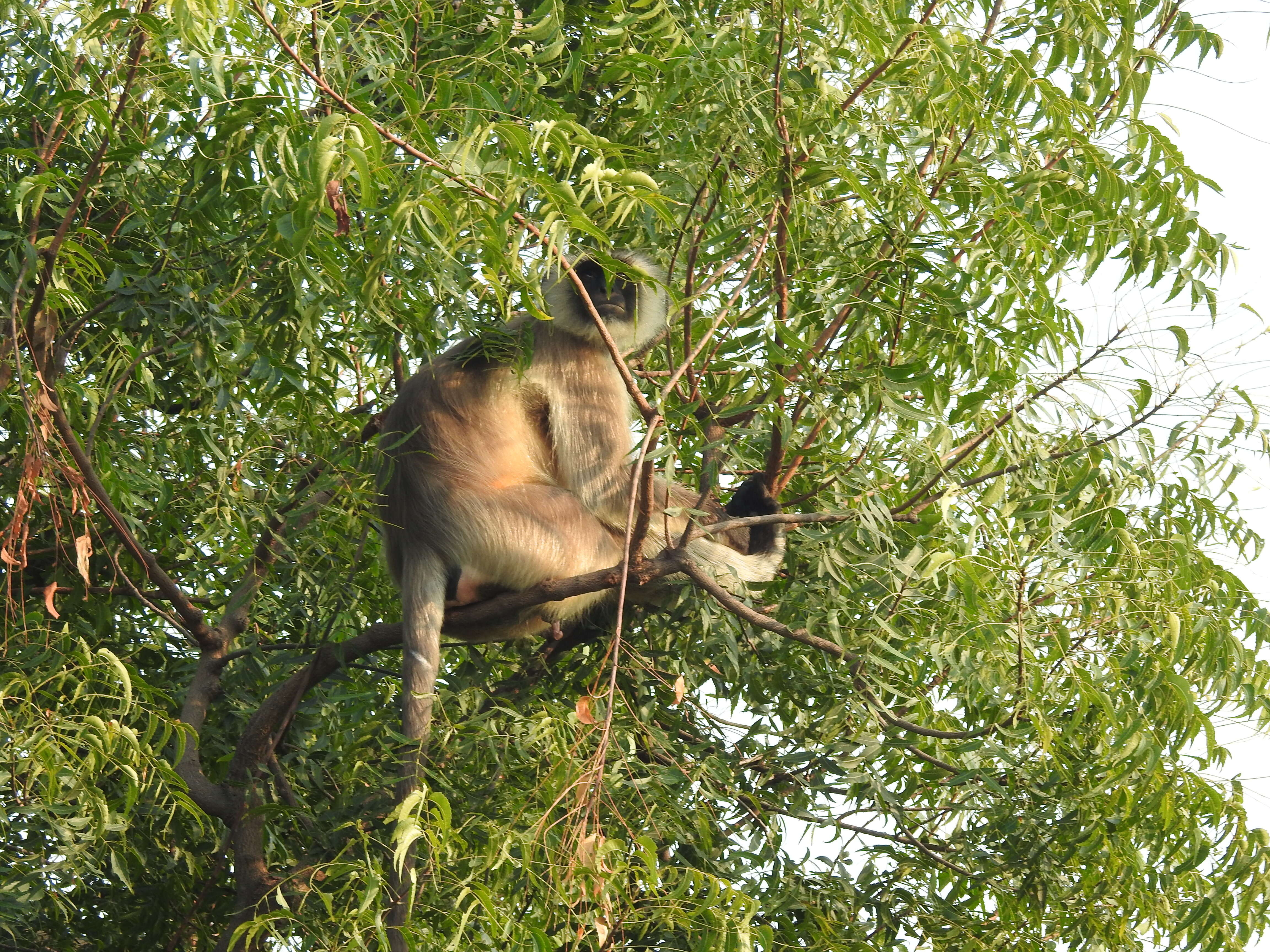 Image of Dussumier's Malabar Langur