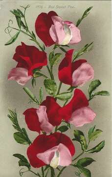 Image of Sweet Pea