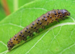 Image of Dogbane Saucrobotys