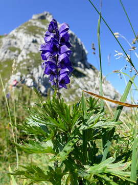 Слика од Aconitum napellus L.