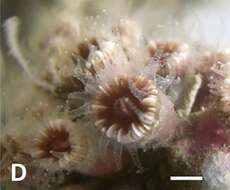 Polycyathus muellerae (Abel 1959)的圖片