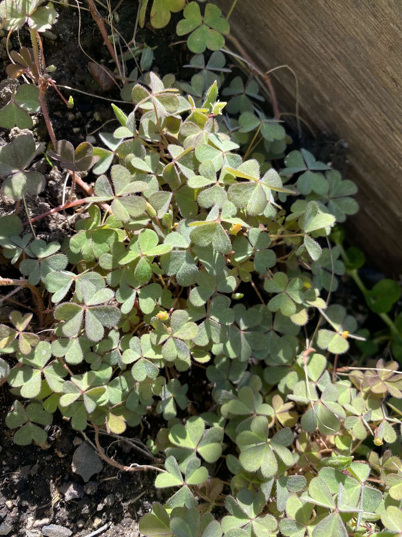 Image of creeping woodsorrel