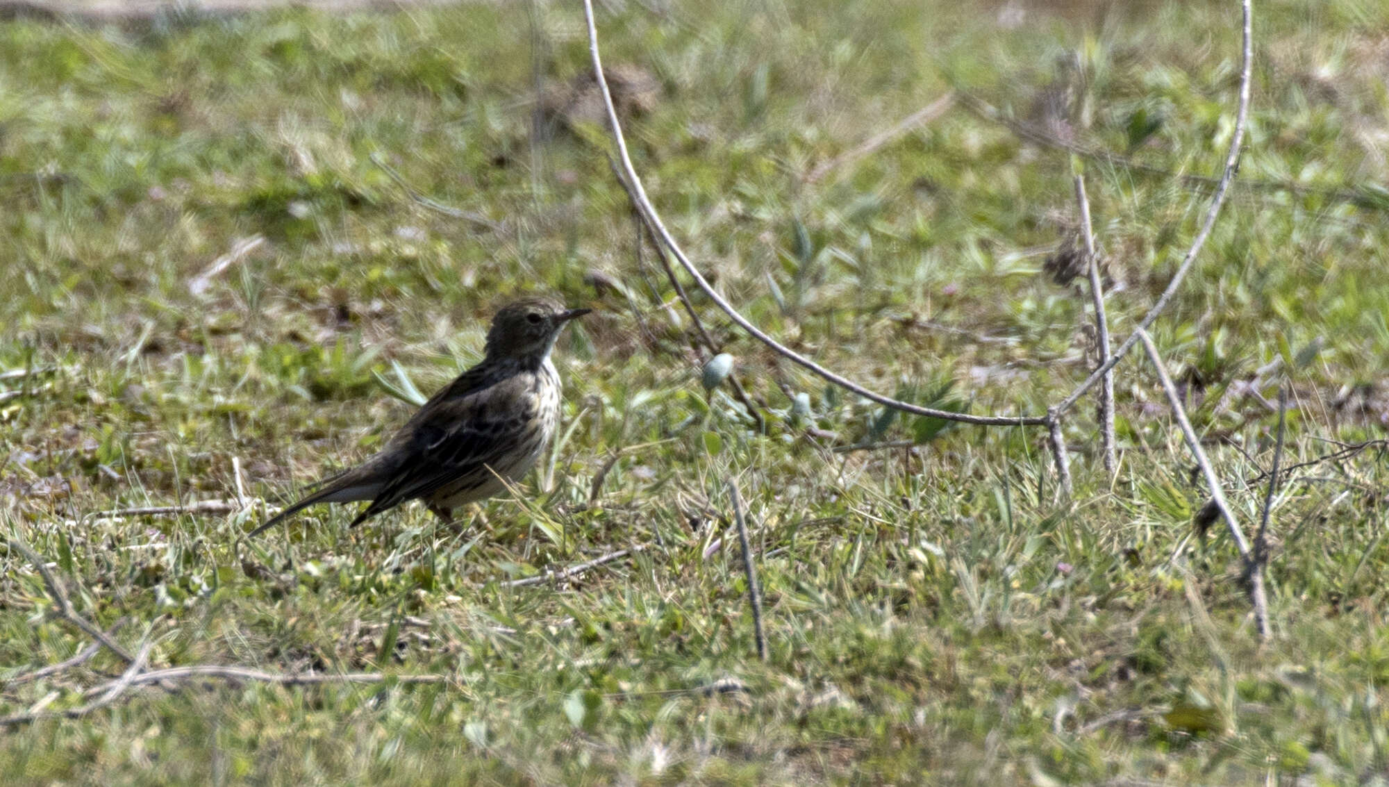 Image of Meadow Pipit