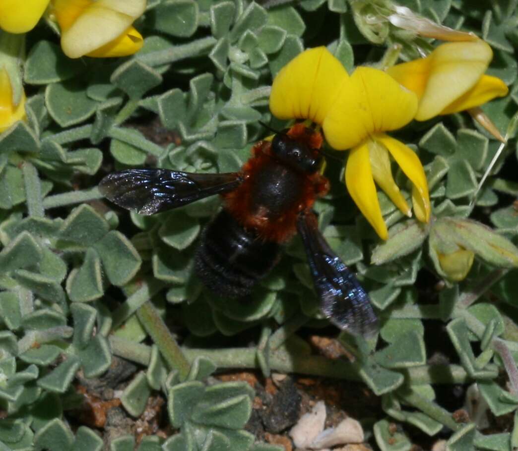 Image of Megachile sicula (Rossi 1792)